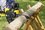 Аккумуляторная цепная пила Karcher CNS 18-30 Battery  шина - 30 см (12") Без ЗУ, Без АКБ