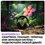 40" (101 см) Телевизор Haier 40 Smart TV D1 черный