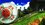 Игра Sonic X Shadow Generations (Switch)