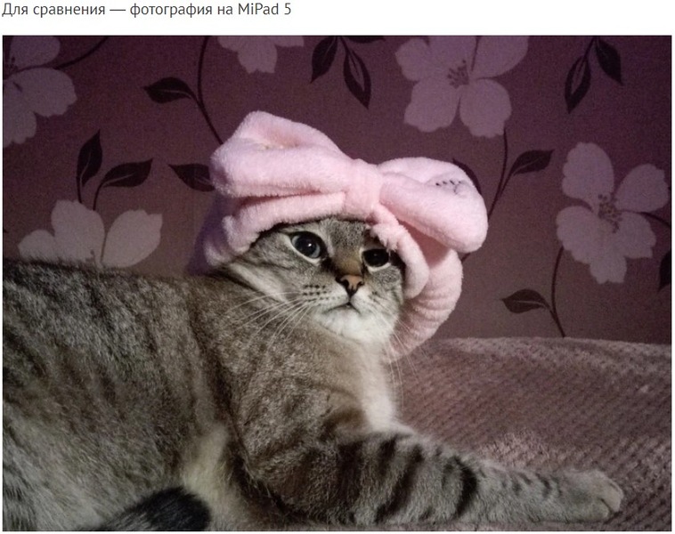 Домашние питомцы в обзорах DNS Клуб | Приемная — Поток Клуб DNS