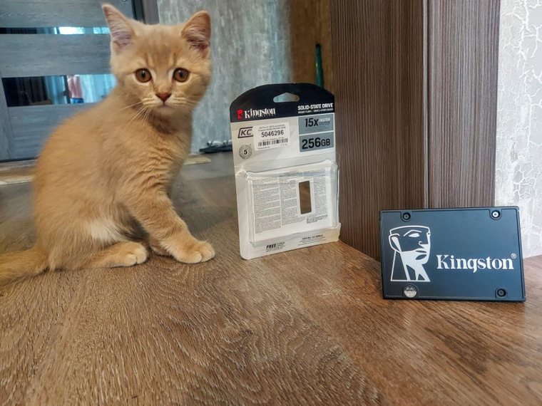 Домашние питомцы в обзорах DNS Клуб | Приемная — Поток Клуб DNS