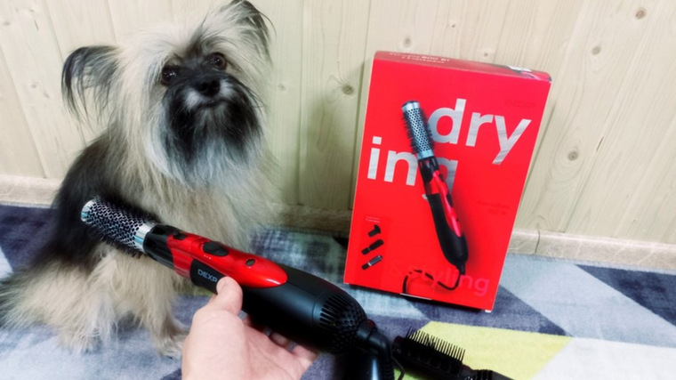 Домашние питомцы в обзорах DNS Клуб | Приемная — Поток Клуб DNS