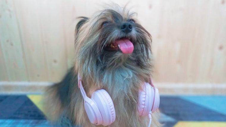 Домашние питомцы в обзорах DNS Клуб | Приемная — Поток Клуб DNS