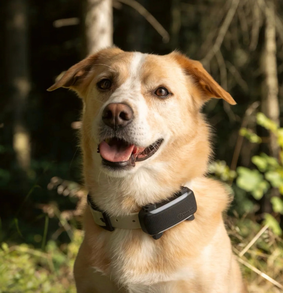 Dog wearing a GPS tracking collar relevant to Nuvopet smart collars and pet tracking products