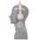 Wired headphones DEXP KH-100 pink 2021