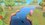 Игра Animal Crossing: New Horizons (Switch)