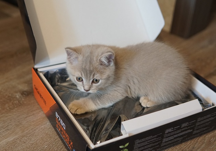 Домашние питомцы в обзорах DNS Клуб | Приемная — Поток Клуб DNS