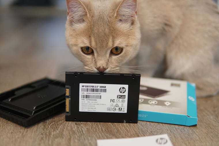 Домашние питомцы в обзорах DNS Клуб | Приемная — Поток Клуб DNS